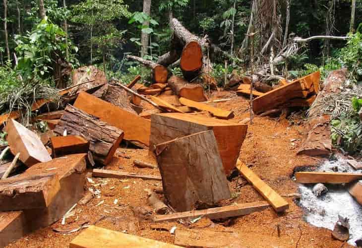 Perú perdió 137.976 hectáreas de bosques amazónicos en 2021