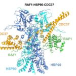 Un paso hacia más fármacos para el cáncer de pulmón, al desvelar una proteína