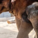 Una manada de 65 elefantes deambula una semana tras salirse de la selva en Tailandia