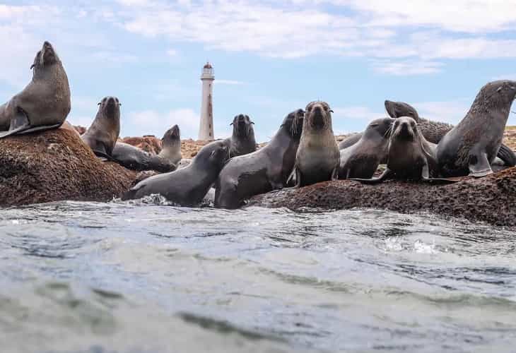 Uruguay cuenta con áreas marinas “extraordinariamente valiosas”, según NatGeo