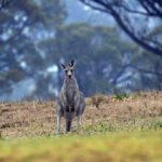 Canguro habría matado a hombre que lo tenía como mascota