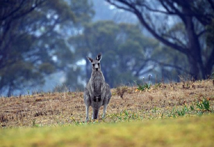 Canguro habría matado a hombre que lo tenía como mascota