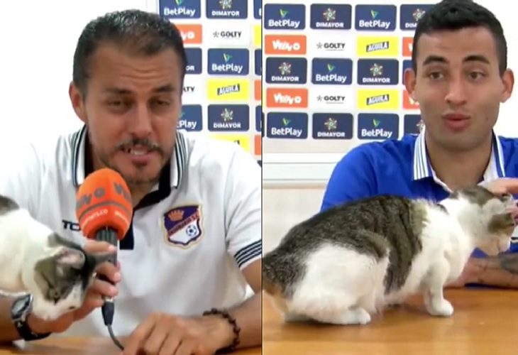 Gato se cuela en rueda de prensa del Orsomarso y hace olvidar la derrota