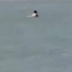 Viralizan video de pareja teniendo sexo en playas de Puerto Colombia