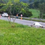 Muere una vaca tras colisión contra motociclista, en la vía Barbosa