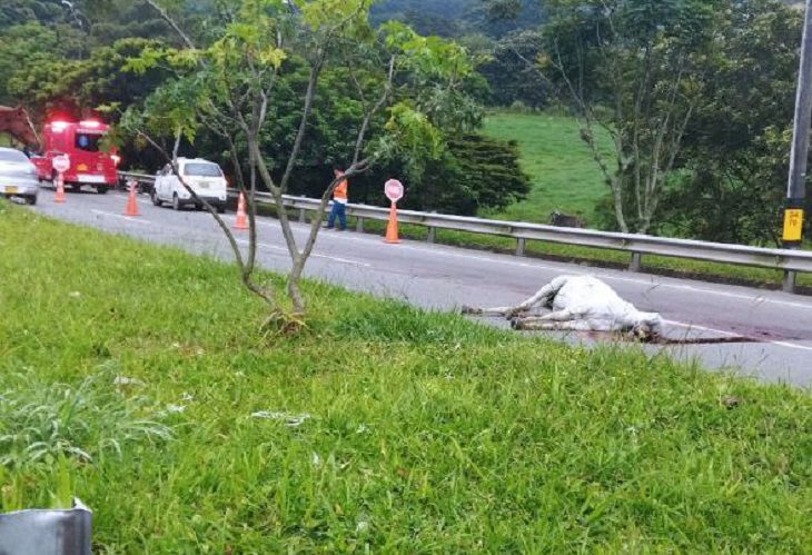 Muere una vaca tras colisión contra motociclista, en la vía Barbosa