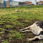 A una familia de Funza se le murieron doce vacas en un solo día