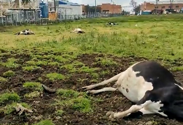 A una familia de Funza se le murieron doce vacas en un solo día