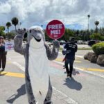 Activistas por el cuidado de los animales piden el cierre del Miami Seaquarium