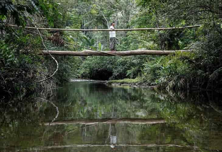 Al Bosque Atlántico brasileño le queda menos del 25 % de su vegetación nativa