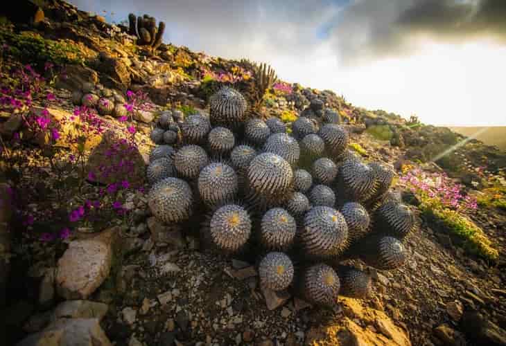 Chile busca proteger uno de sus tesoros - el desierto florido en Atacama