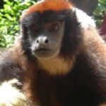 Descubren una nueva especie de mono en la selva Amazónica de Perú