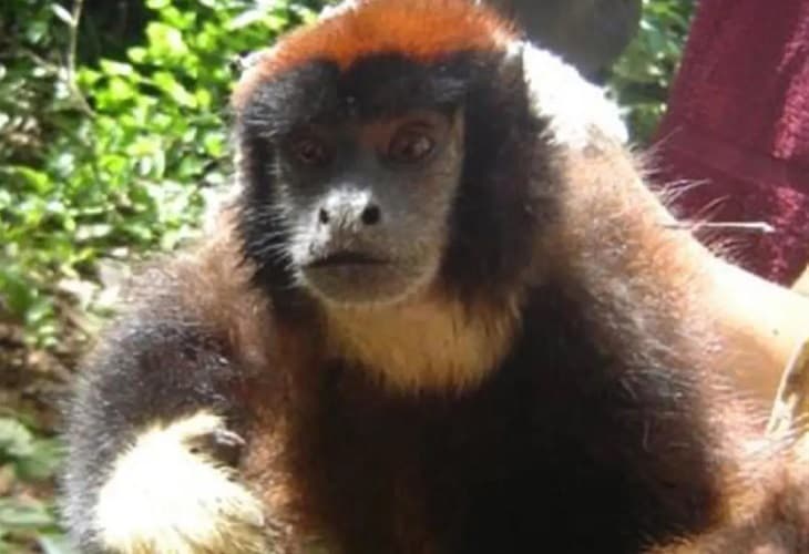 Descubren una nueva especie de mono en la selva Amazónica de Perú