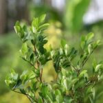 EE.UU. está “muy preocupado” por el aumento de cultivos de coca en Colombia