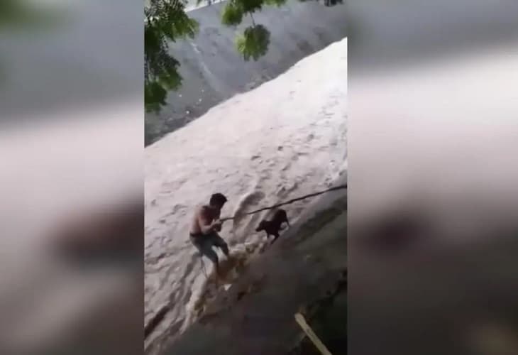 El boxeador Félix Alvarado arriesgó su vida para salvar a un perro durante el ciclón Julia