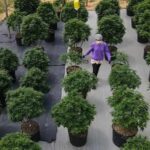 El cannabis medicinal se abre paso en Brasil por la vía judicial