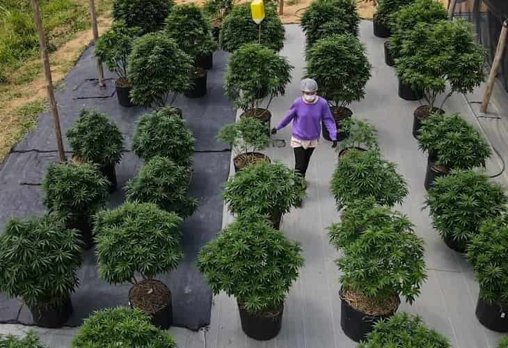 El cannabis medicinal se abre paso en Brasil por la vía judicial