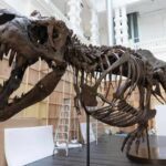 El primer fósil de tiranosaurio a subasta en Asia se presenta en Singapur