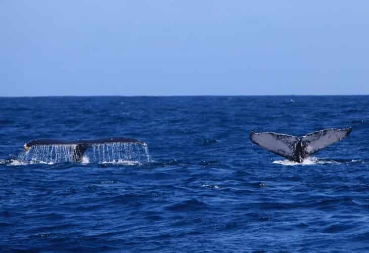 El santuario de ballenas en el Atlántico se retrasa al menos hasta 2024