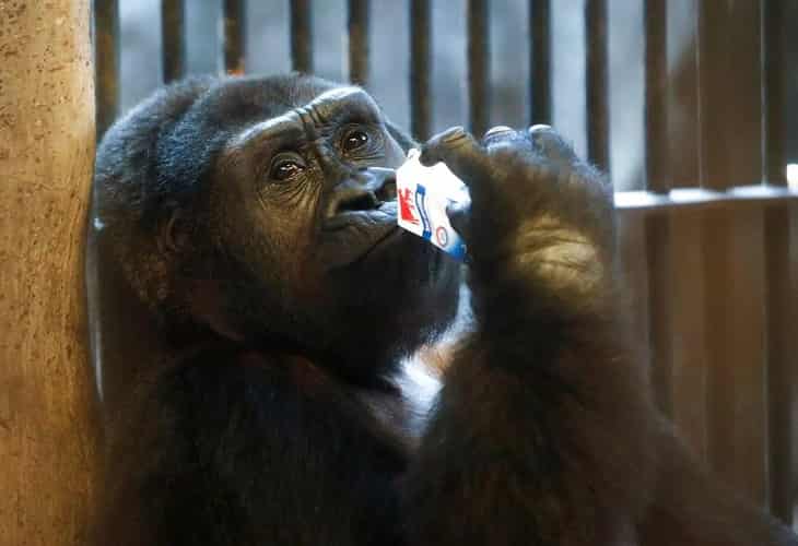 Gobierno tailandés quiere comprar un gorila del zoo y buscarle un sitio mejor