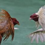 La batalla por la prohibición de las peleas de gallos en Colombia
