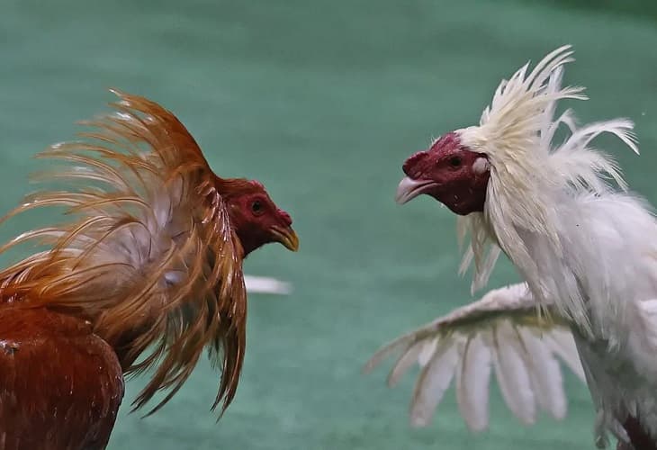 La batalla por la prohibición de las peleas de gallos en Colombia