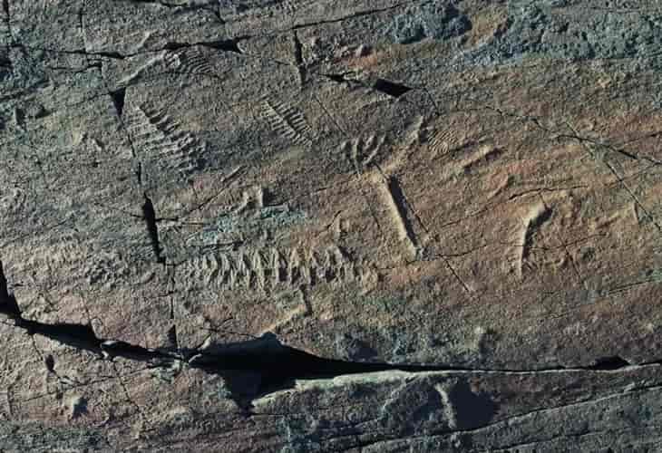 La fluctuación del oxígeno en la Tierra pudo acelerar la evolución animal