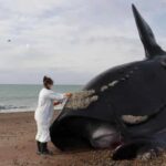 La marea roja, principal sospechosa por las 30 ballenas muertas en Argentina