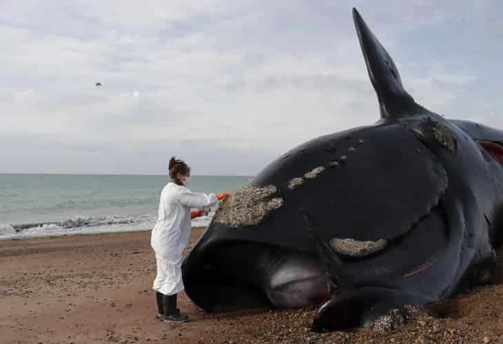 La marea roja, principal sospechosa por las 30 ballenas muertas en Argentina