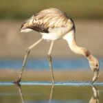 La población mundial de vertebrados disminuye casi un 70 % desde 1970