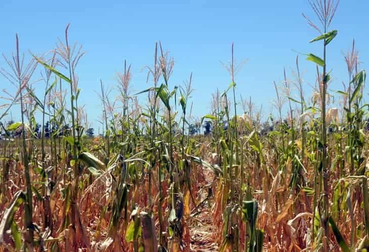 La sequía golpea en Argentina la campaña agrícola de maíz y trigo