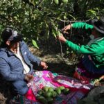 Las exportaciones agropecuarias de Perú crecieron 24,3 % en agosto pasado