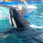 Lolita, la orca cautiva desde 1970 en Miami, presenta una mejoría