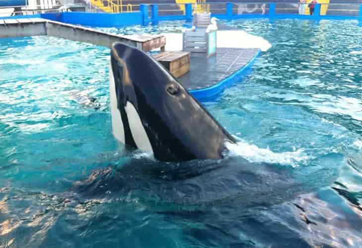 Lolita, la orca cautiva desde 1970 en Miami, presenta una mejoría
