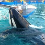 Los cuidadores de Lolita están “muy preocupados” por la salud de la orca