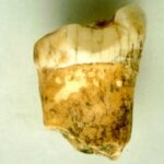 Los neandertales fueron carnívoros - Un nuevo estudio apunta que sí