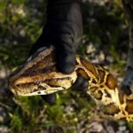 Matan 231 pitones en Florida, durante un concurso anual contra esa especie invasora