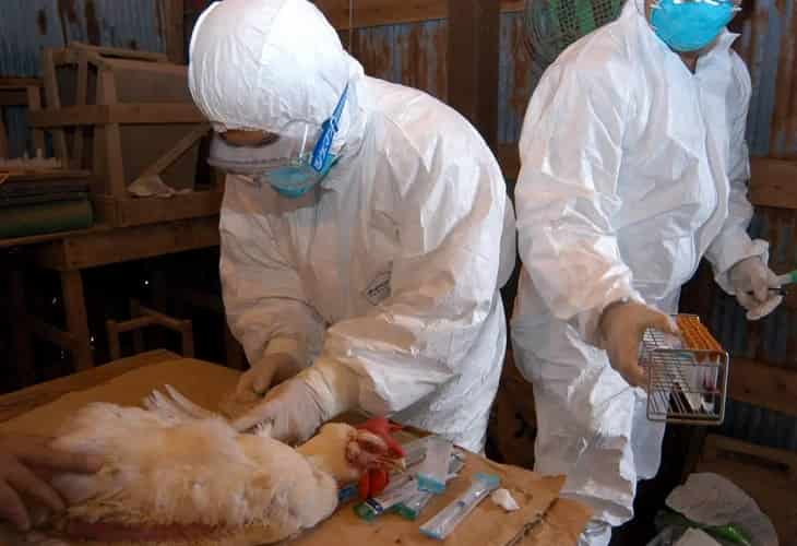Ordenan sacrificar a unos 40.000 pollos en el oeste de Japón por gripe aviar