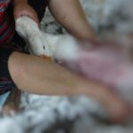 La extrema crueldad con la que se obtienen las tristemente famosas plumas de ganso