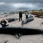 Unas 240 ballenas mueren tras segundo varamiento en remota zona de N. Zelanda