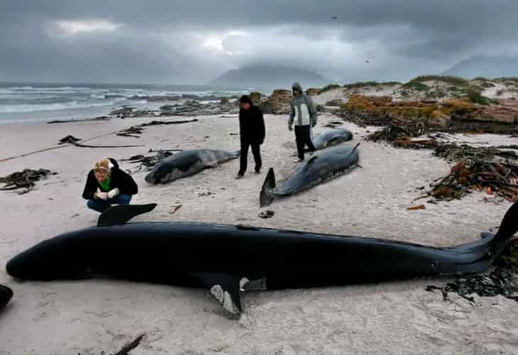 Unas 240 ballenas mueren tras segundo varamiento en remota zona de N. Zelanda