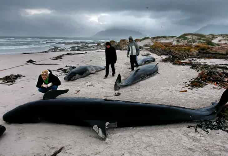 Unas 240 ballenas mueren tras segundo varamiento en remota zona de N. Zelanda