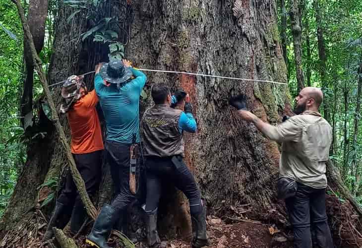 Viaje al árbol más alto de la Amazonía