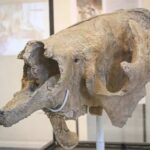 Vuelve la Edad de Hielo con un cráneo de un perezoso gigante hallado en Uruguay