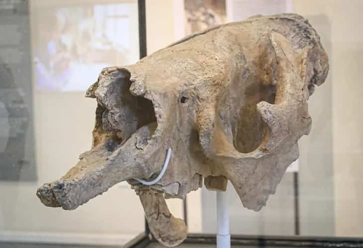 Vuelve la Edad de Hielo con un cráneo de un perezoso gigante hallado en Uruguay