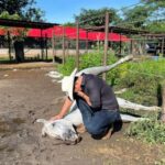 Con impactante foto, Alirio Barrera confirma extraña muerte de su caballo