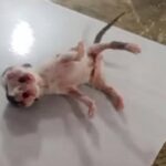 Un gato con dos cabezas, dos bocas y tres ojos nació en Puerto Berrío, Antioquia