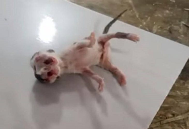 Un gato con dos cabezas, dos bocas y tres ojos nació en Puerto Berrío, Antioquia