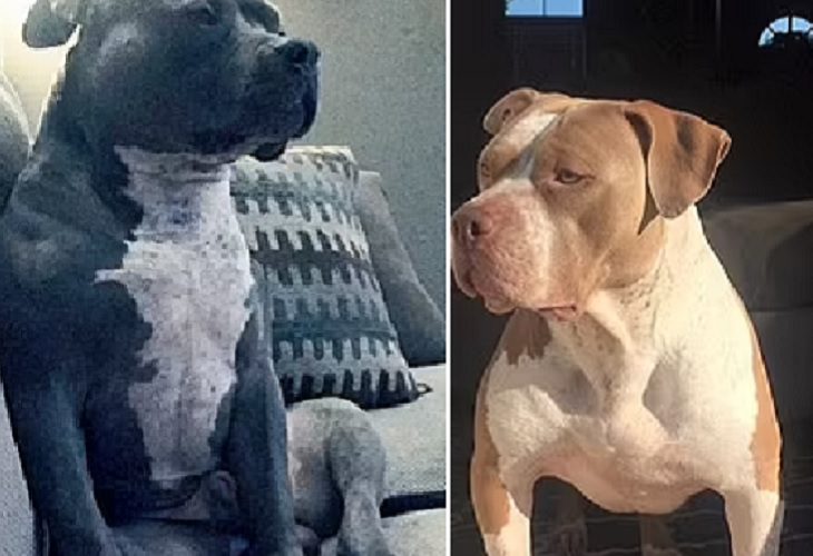 Sacrifican a perros pitbull que ocasionaron la muerte de 2 bebés en Tennessee