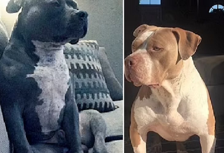 Sacrifican a perros pitbull que ocasionaron la muerte de 2 bebés en el condado de Shelby,Tennessee